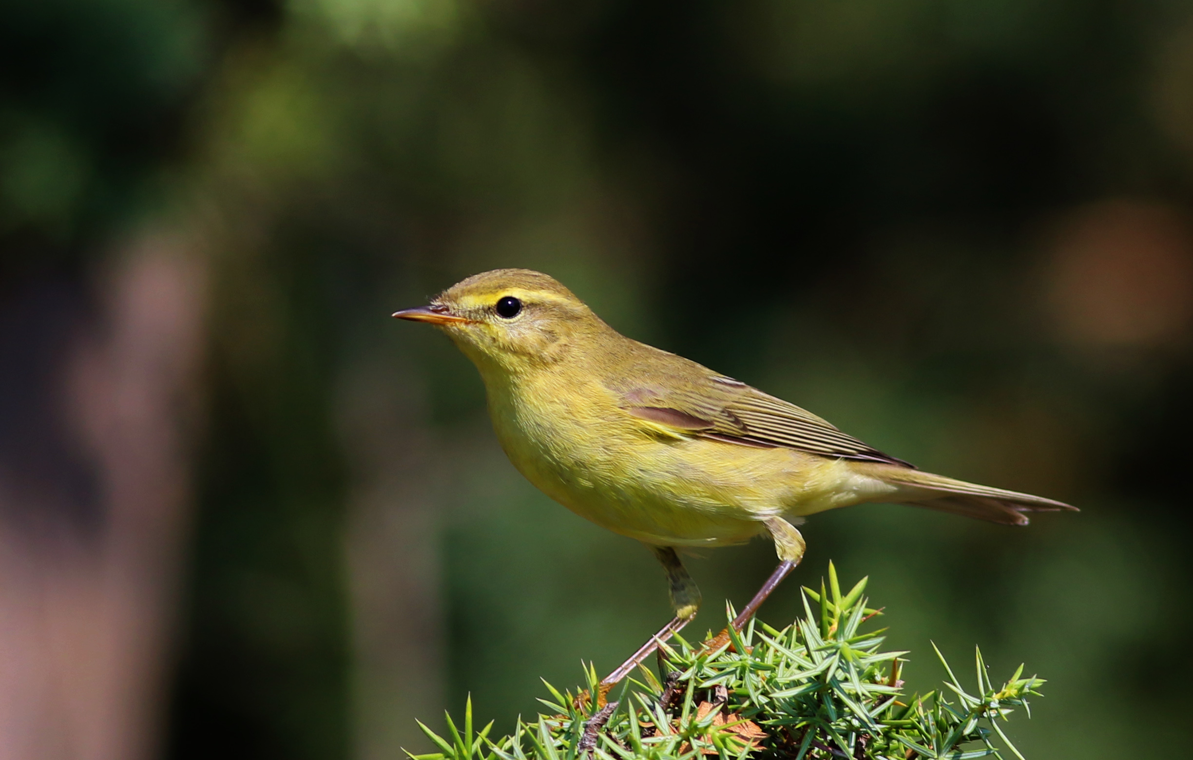 Willow Warbler
